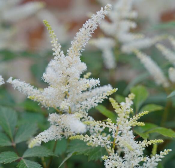 落新妇耐寒程度,拯救花园植物