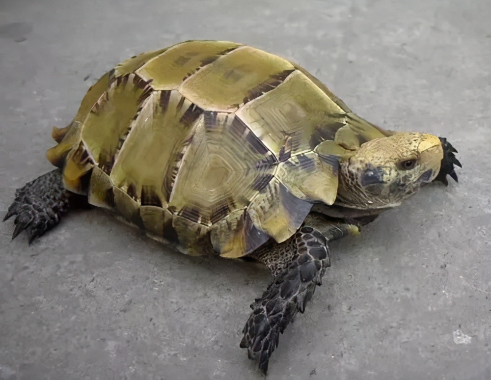 各种龟类图片大全大图,龟类展示会