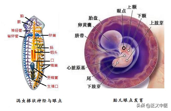 经筋和经络的区别图解,经筋和皮部