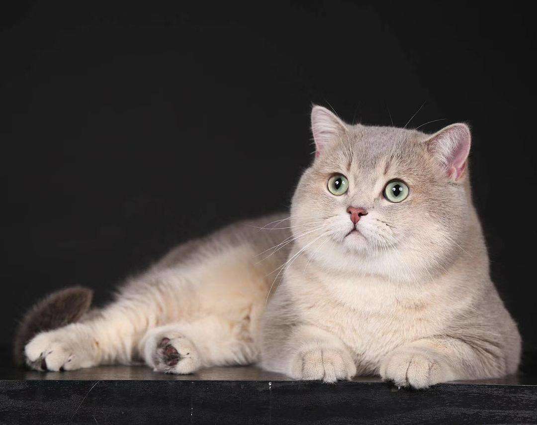 英短猫哪种花色不推荐,英短蓝白猫咪尴尬期前后对比