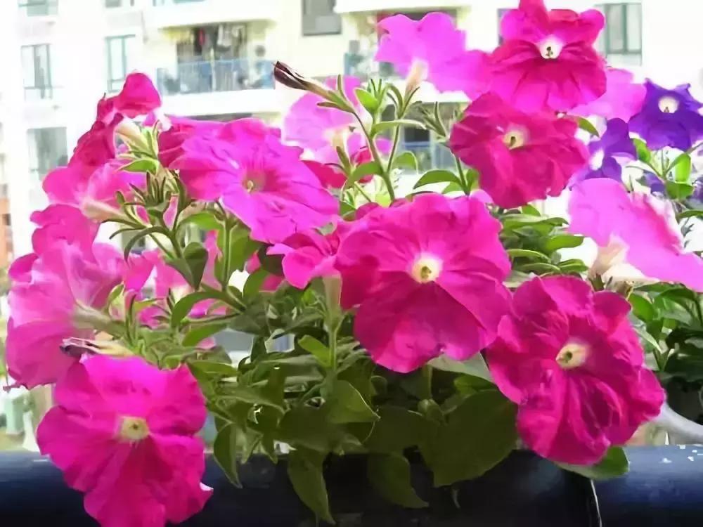 花突然蔫了,注意!你家装修污染可能超标了!