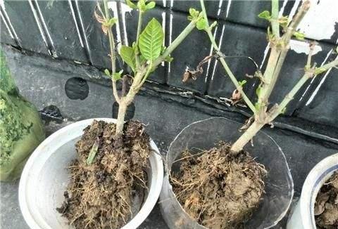 刚买回来的栀子花为什么经常黄叶,新买的栀子花晒一下太阳打蔫儿了