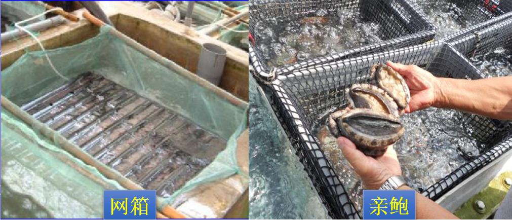 鲍鱼养殖怎么养得好吃,鲍鱼的养殖方法和注意事项