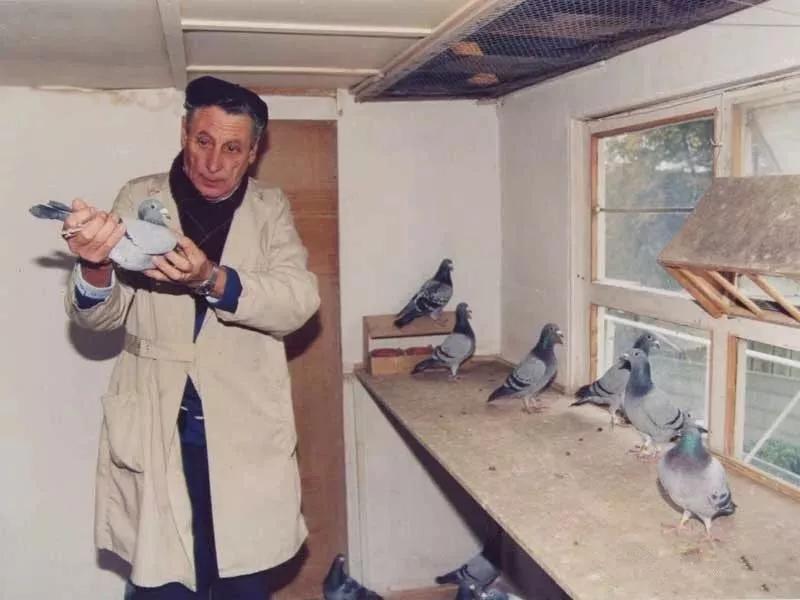 如何引进优秀的赛鸽,如何选拔优秀的鸽子