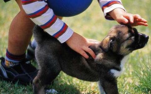 如何判断狗狗是否信任你,做哪几个动作就能让狗狗更信任你