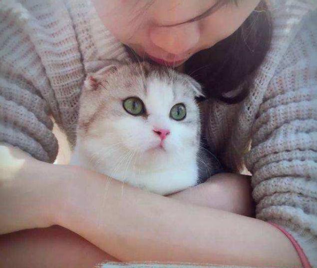 猫咪的十大坏习惯,猫咪十大常见病和预防方法