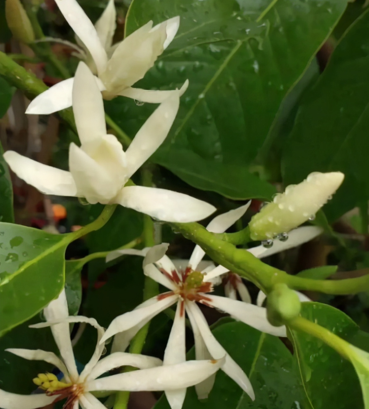 6种香味好闻又高级的花卉植物,香味最好闻的室内花卉
