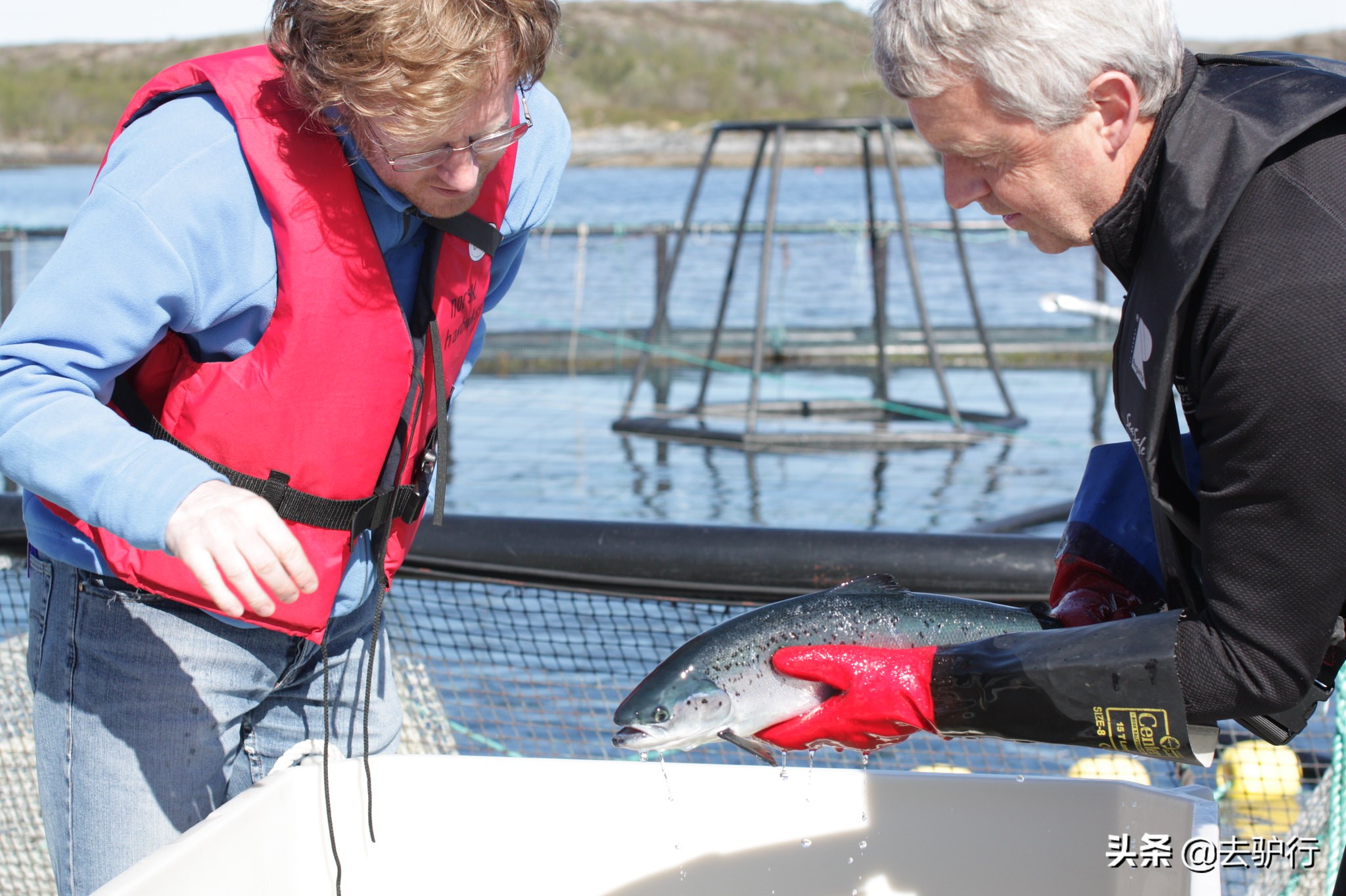 挪威三文鱼大规模养殖,挪威三文鱼养殖一年赚多少钱