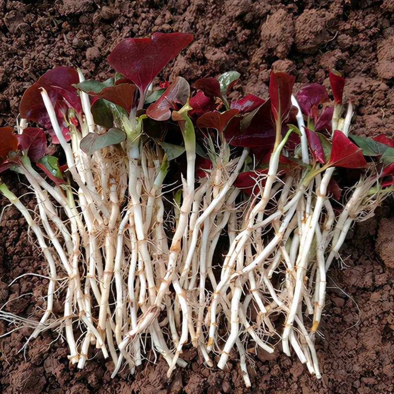 农村常吃的40种野菜你吃过几种呢,这10多种野菜你吃过哪些