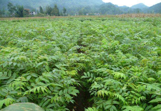 黄菠萝幼苗生长期,黄菠萝的种植方法和注意事项