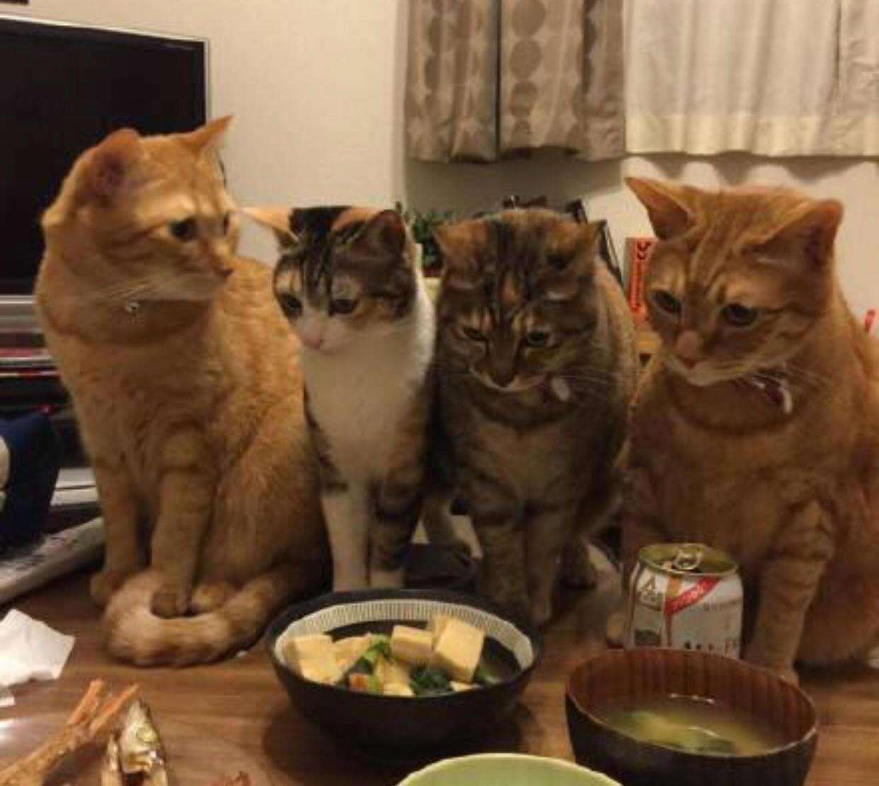 猫咪老了如何安乐死,猫咪注意事项及护理方法