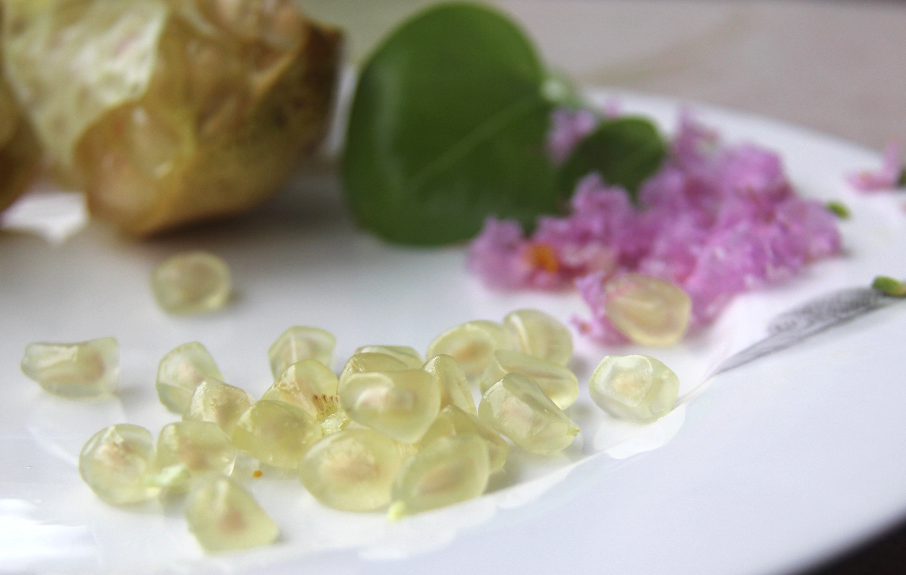 白花玉石籽石榴,玉石籽石榴