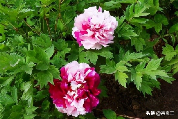 丹皮对肾的功效与作用,丹皮能改善肾功能吗