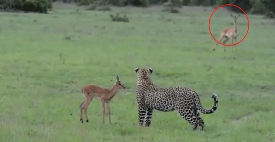 猫抓住老鼠后为什么老鼠放弃抵抗,猫抓了老鼠为什么喜欢玩