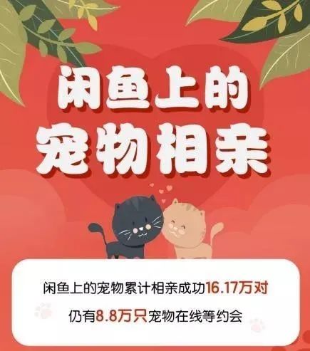 宠物相亲系“非法同居”，离“红火兴旺”还要多久？