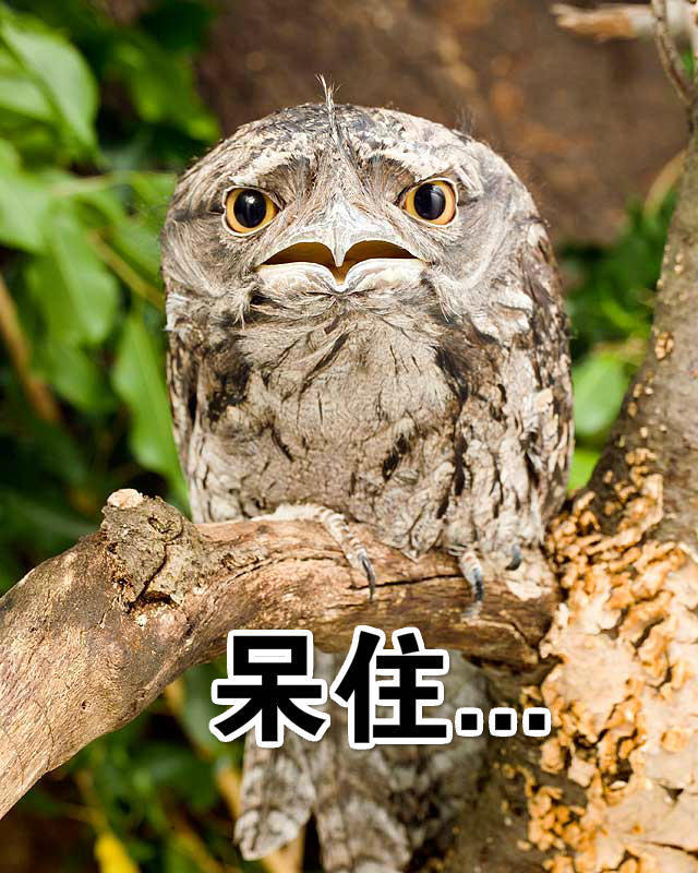 鹰中奇葩，又懒又渣，长得还像梁朝伟？