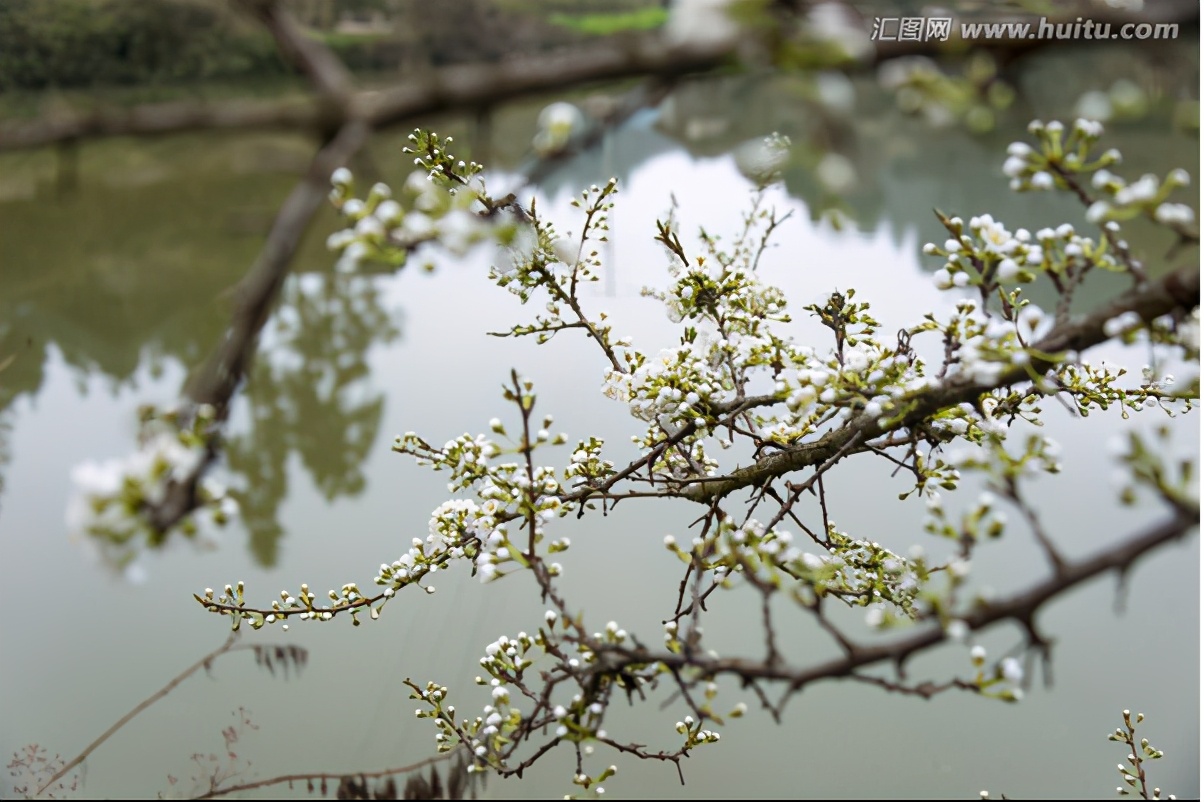 绿山墙的安妮中的植物,绿山墙的安妮概要
