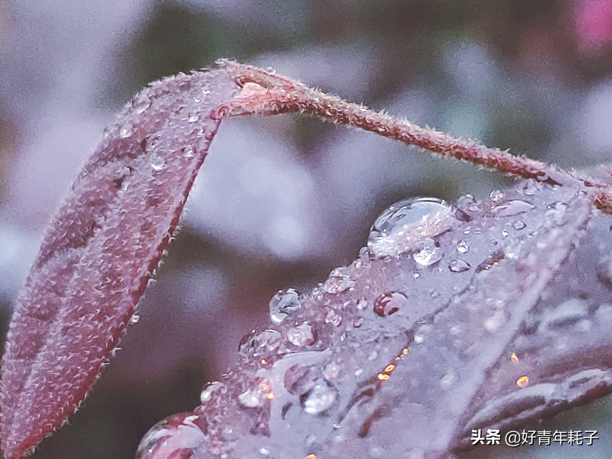 小米94800万像素拍照评测,小米cc9的相机是直出4800万吗