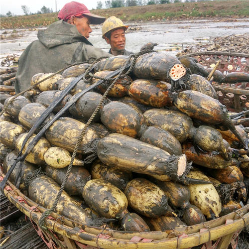 莲藕叶斑病什么药效果最好,莲藕叶斑病怎么治