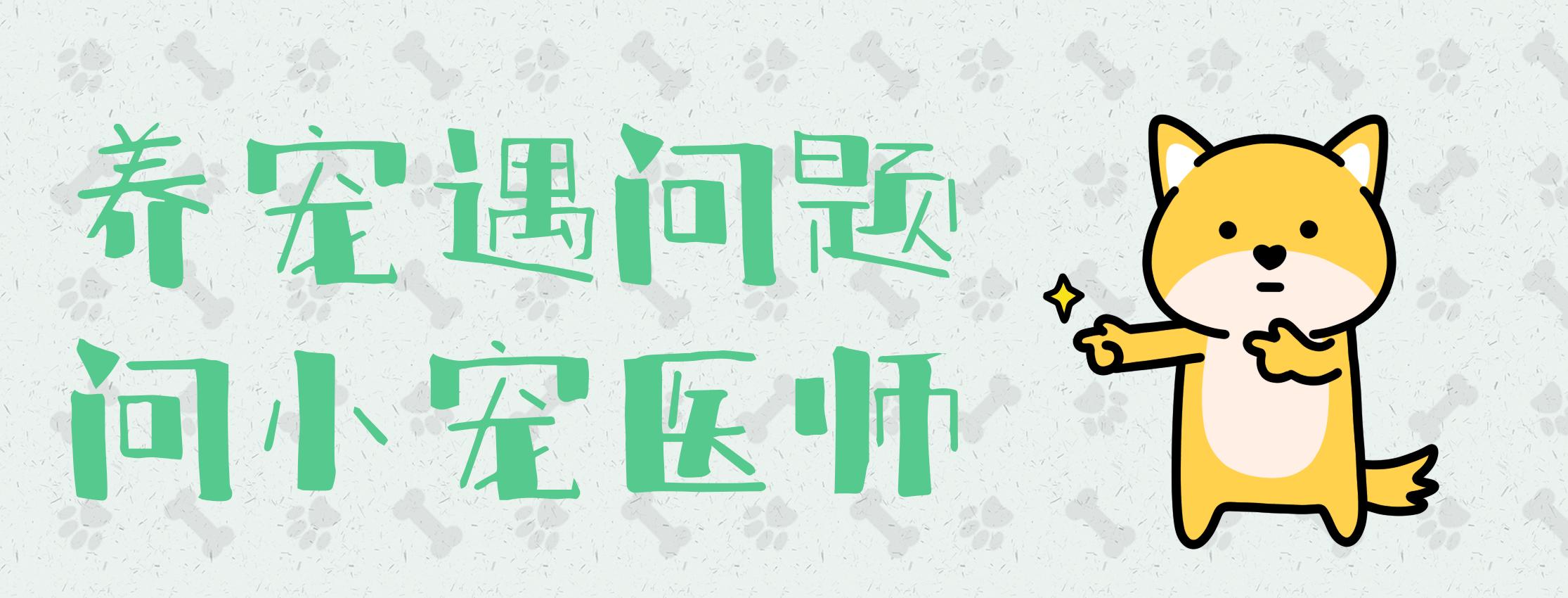 养好比熊,养比熊犬技巧