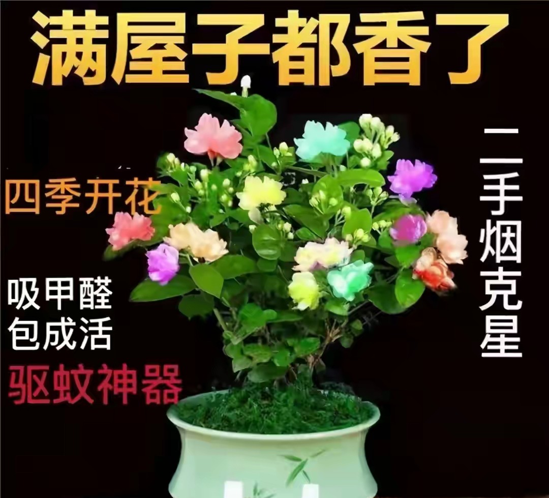 网上卖的假苗木,揭秘电商平台假苗木