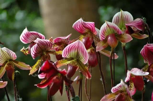 奇花异草图片,奇花异草的赞美句子