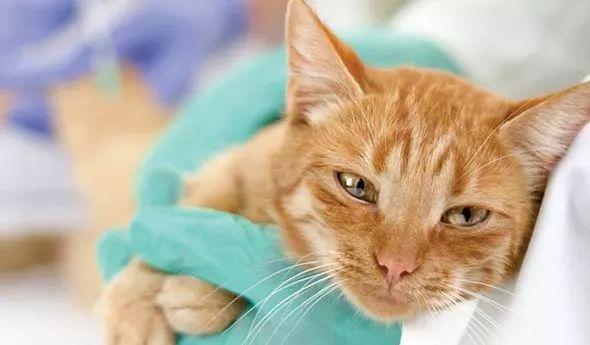 猫传腹猫咪一直叫是疼的吗,猫咪最可怕的公猫