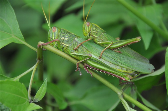 爆笑漫画式的述说，科普虫子的生命特性