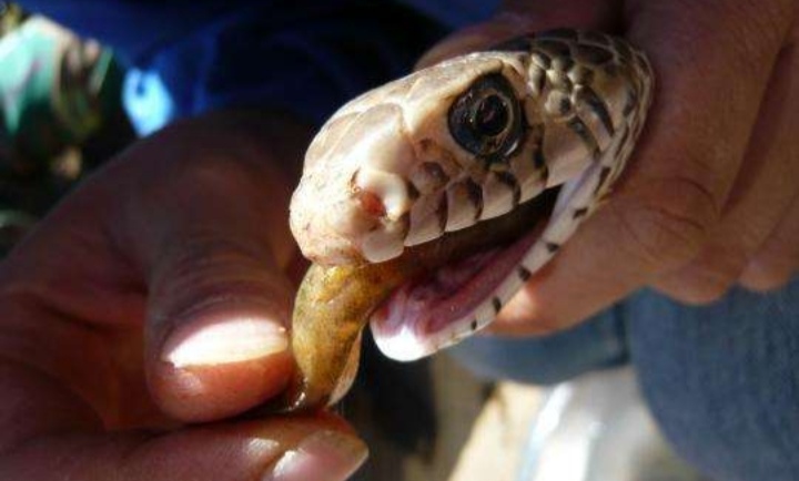 蛇类养殖如何避免蛇吃蛇,蛇类养殖