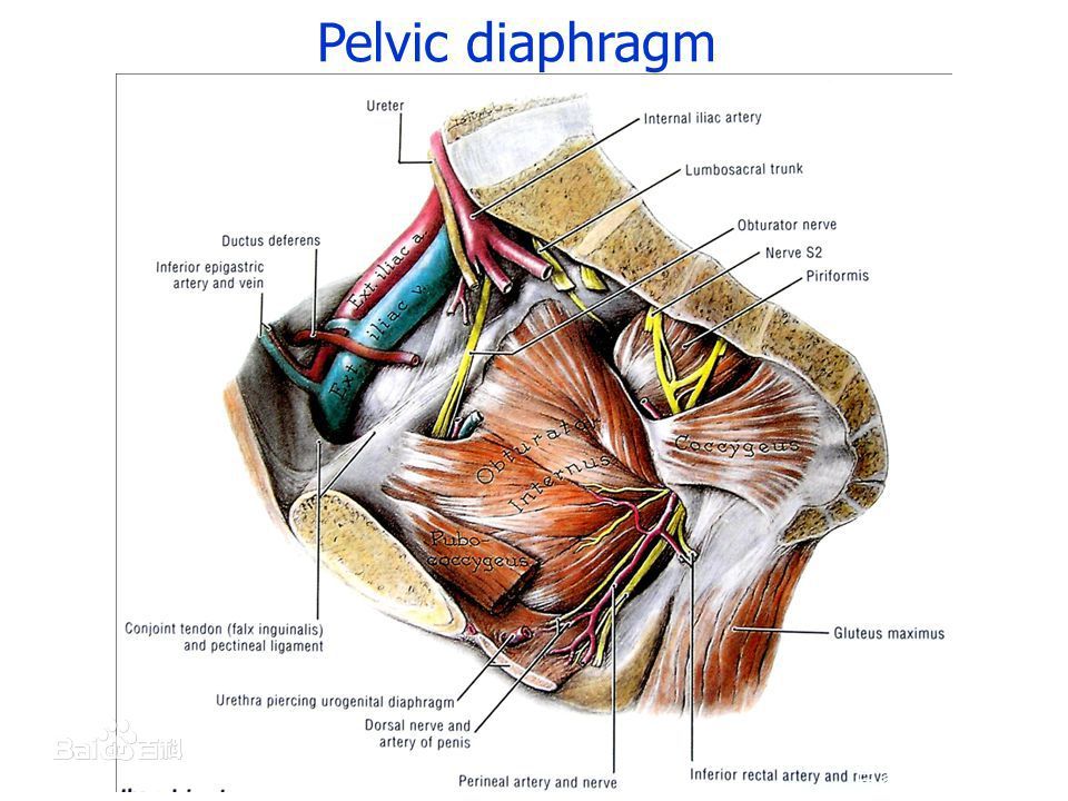 孕妇可以做什么运动有利顺产,孕期需要做哪些有氧运动