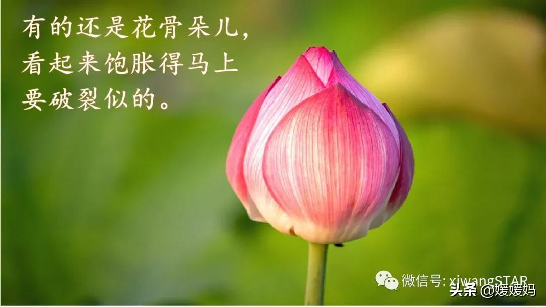 三年级下册荷花ppt课件部编版,三年级下册语文第三课荷花小练笔