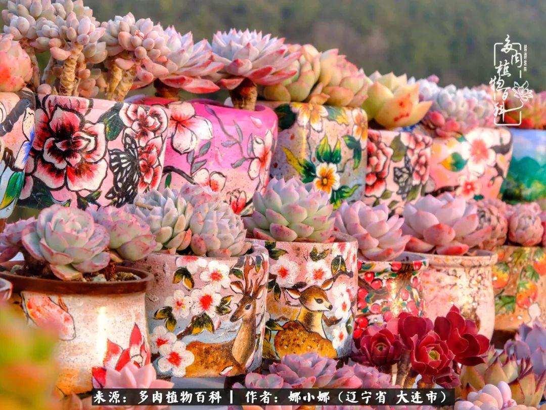 你是盆我是花，你护我周全，我为你绽放