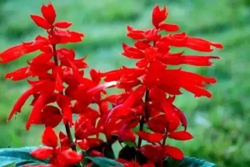 金铃子小时候的味道,芦稷儿时的味道