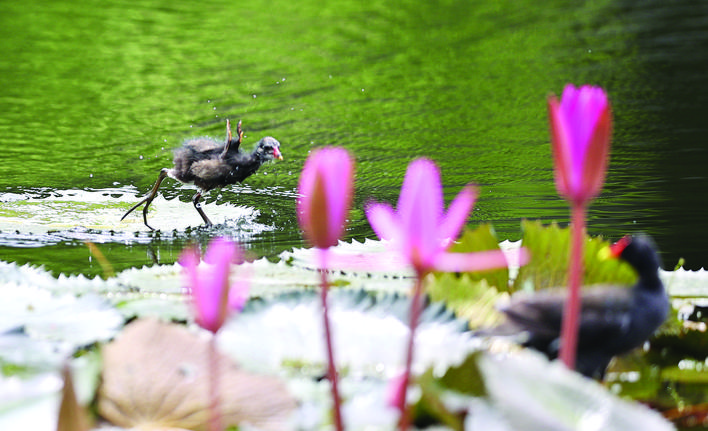 红冠水鸡喜欢生活在什么地方,红冠野生水鸡