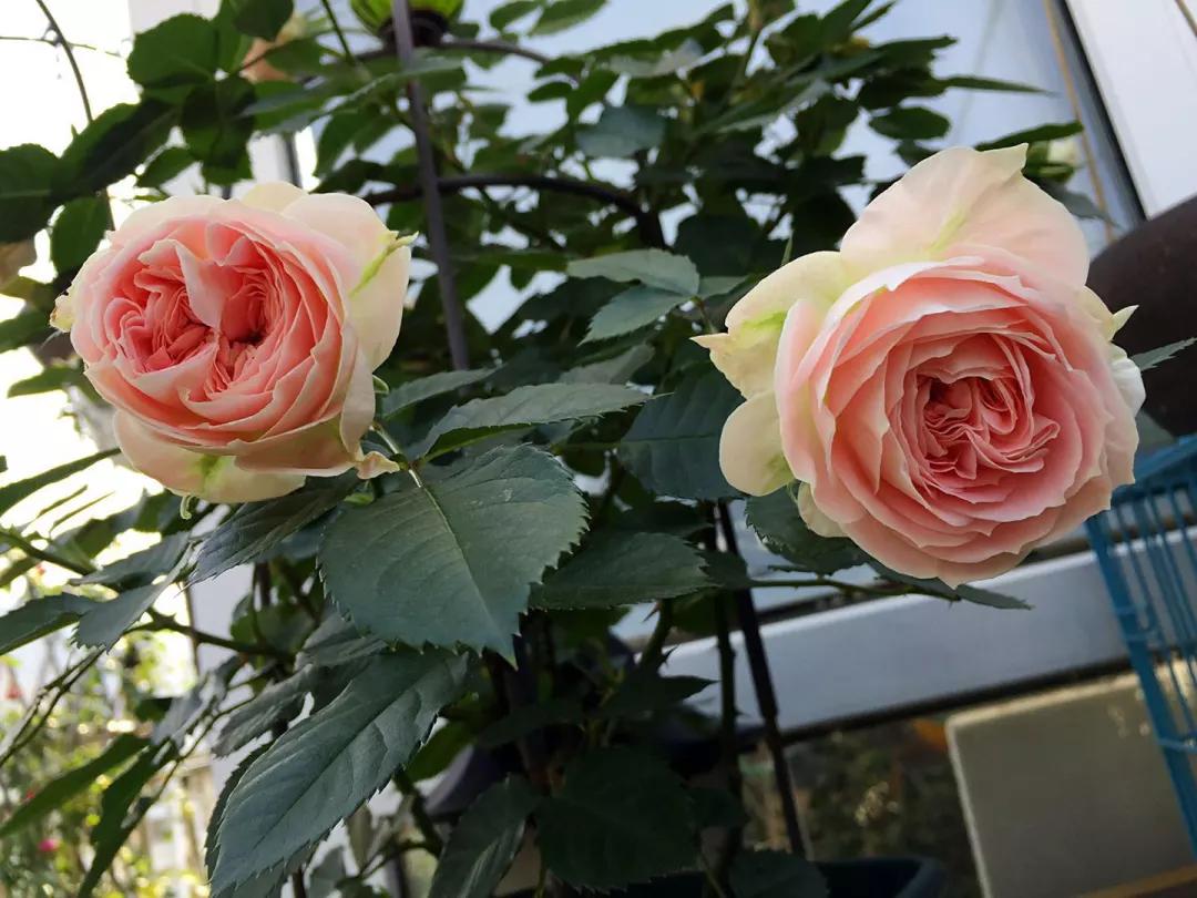 适合栽种在阳台上的月季品种,适合阳台种植的月季品种推荐