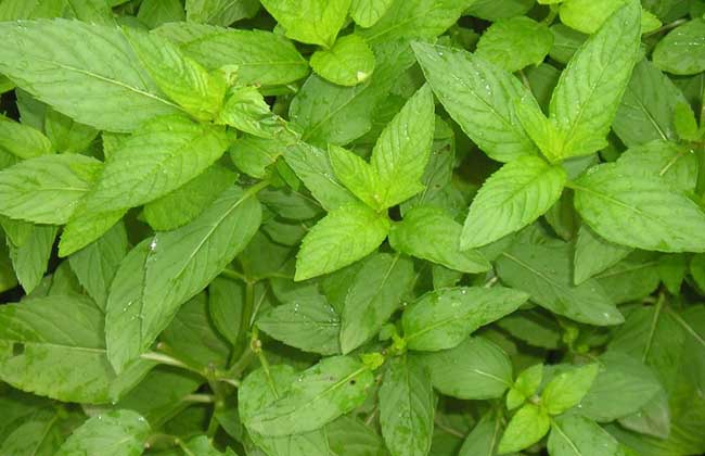 吃什么食物可以快速消除痔疮,痔疮清热解毒的药有哪些