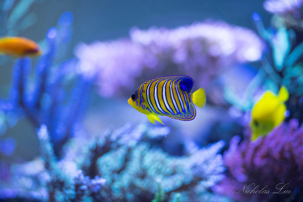 经典海水礁岩生态缸分享，180×120×60厘米三面观赏海缸