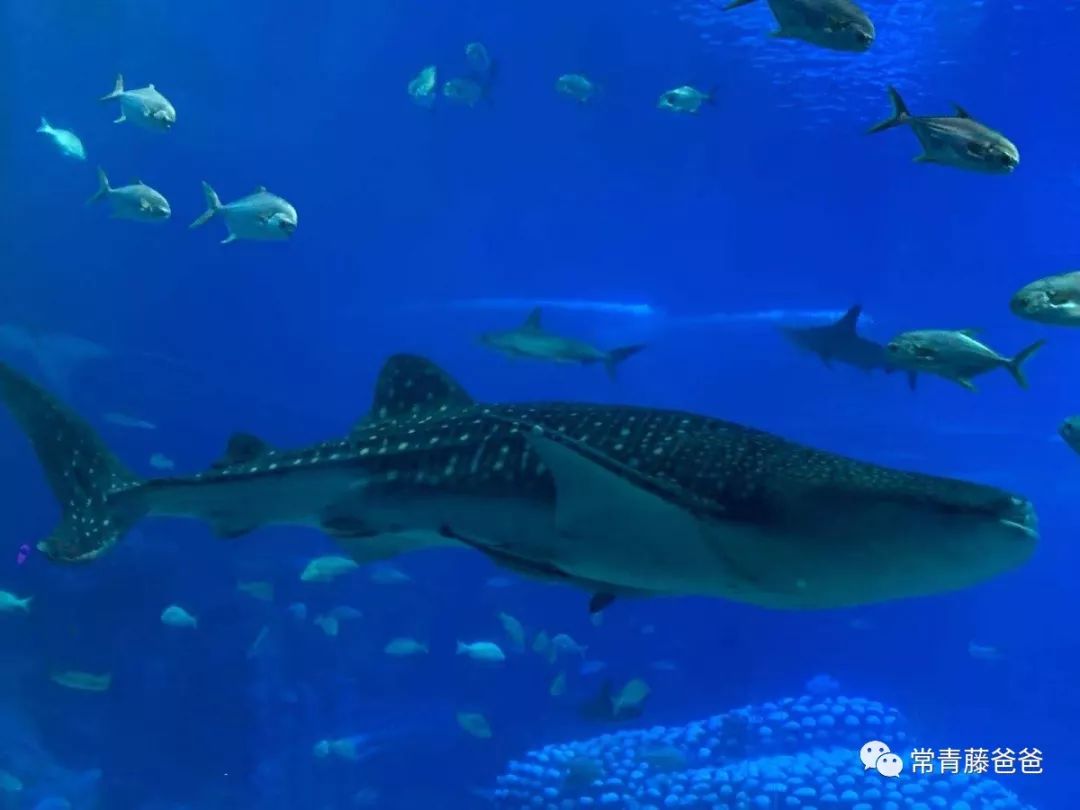 广州长隆攻略两天一夜住哪个酒店,去珠海长隆前一天下午游玩攻略