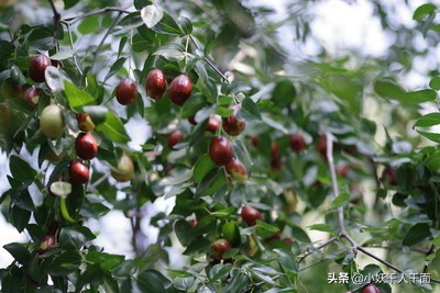 小孩偷枣被卡住,带孩子去自己家偷枣吃