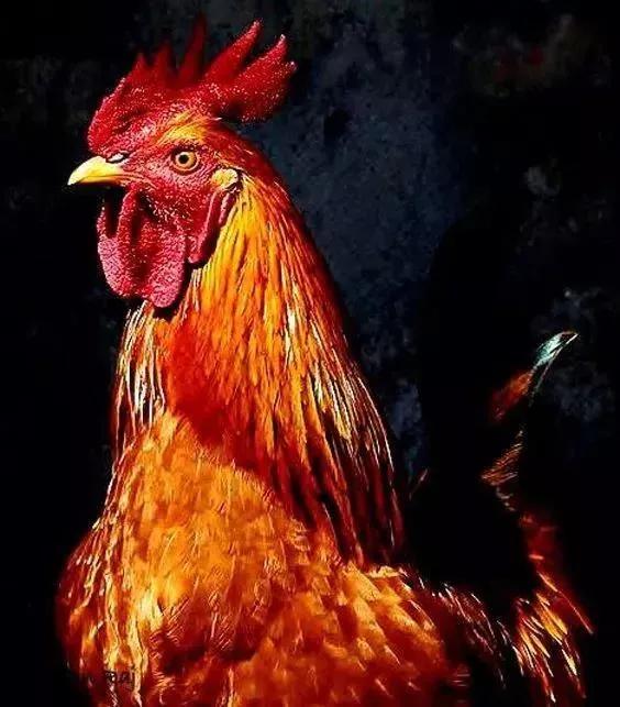 全球10大图腾,中国100个姓氏图腾