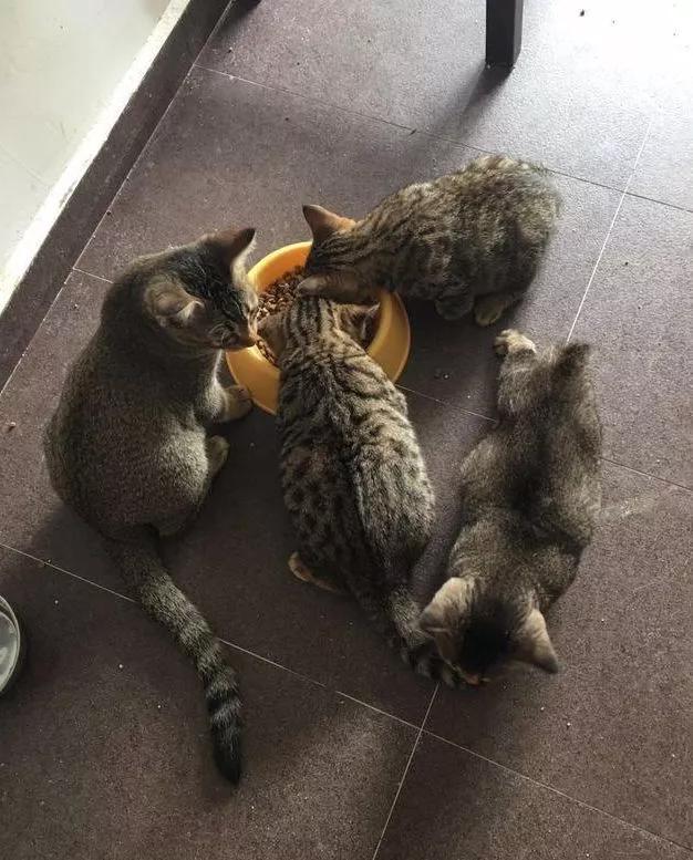 我们家猫真的很弱智怎么办,猫为什么又蠢又自以为是