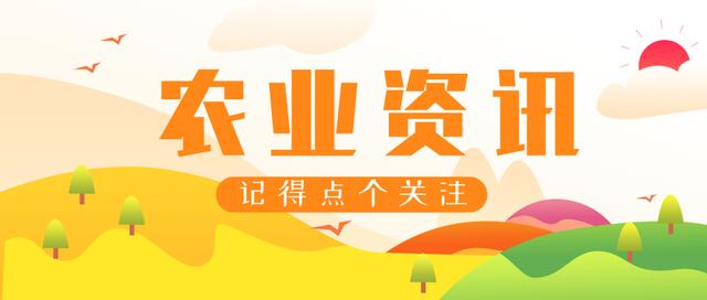 杏有哪些价值作用?在种植的时候会有哪些问题?应该怎么办?