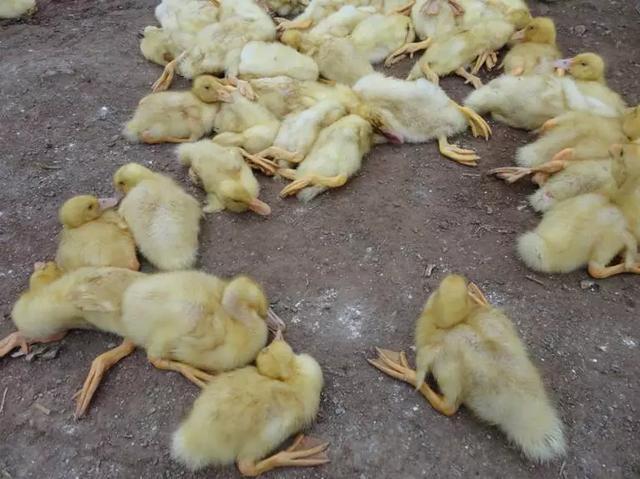 鸭鹅感冒拉白痢用什么药治,鸭鹅拉白痢用什么药