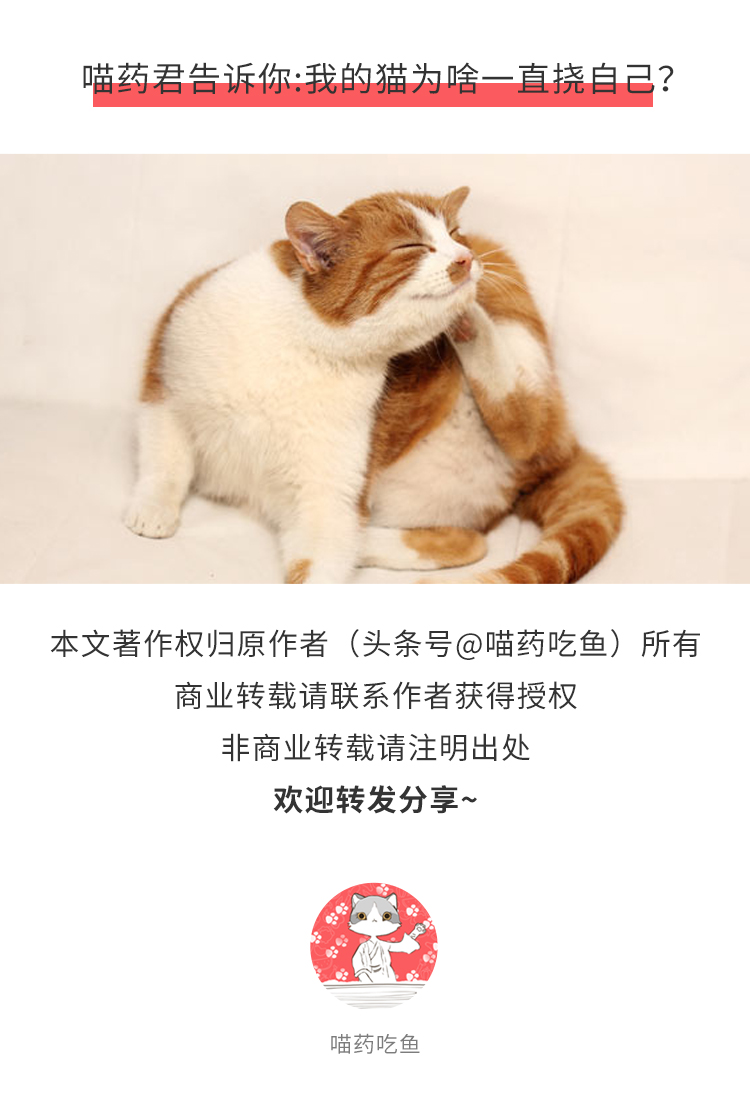 猫皮肤发痒怎么治疗,猫皮肤瘙痒用什么药膏