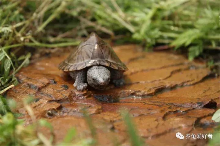 小龟冬眠前多久清肠,龟冬眠清肠的温度是多少
