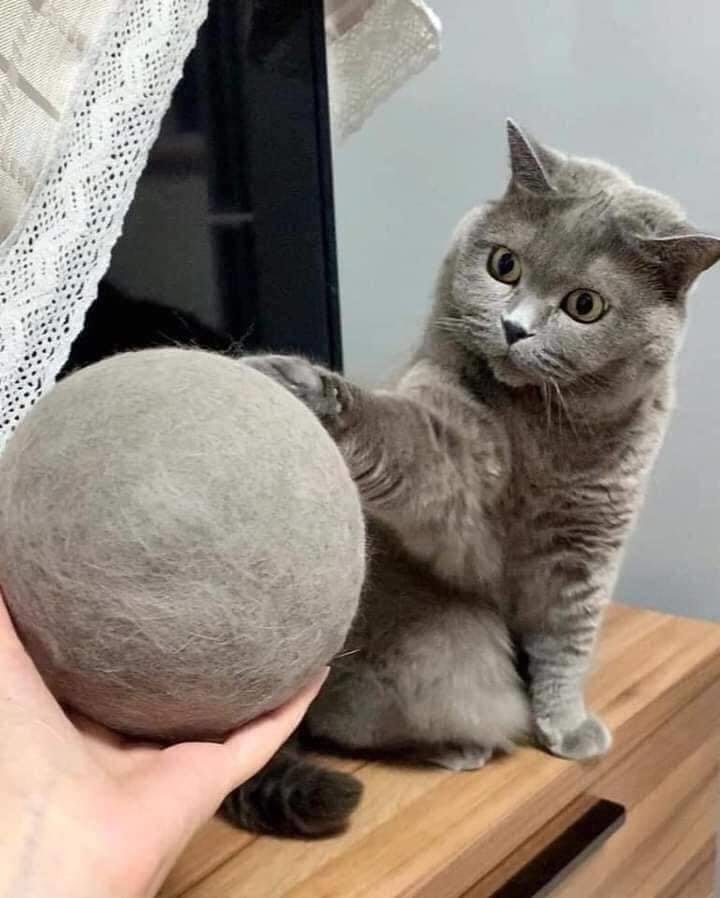 网友晒出5颗巨型毛球，救命！我快要窒息了