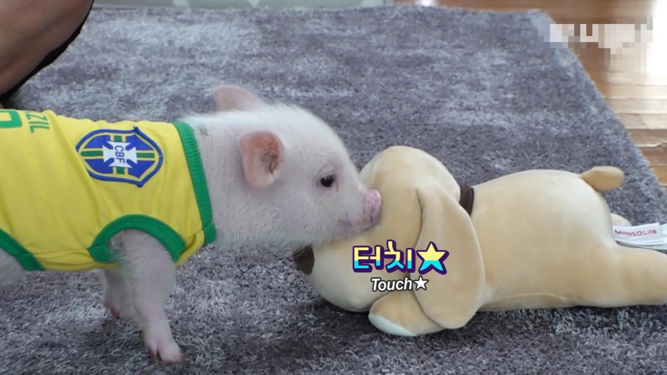 小猪的智商高达多少 (韩国最聪明的小猪)