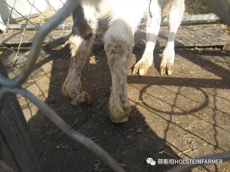 牧场母牛难产,牧场产出只有一个怎么回事