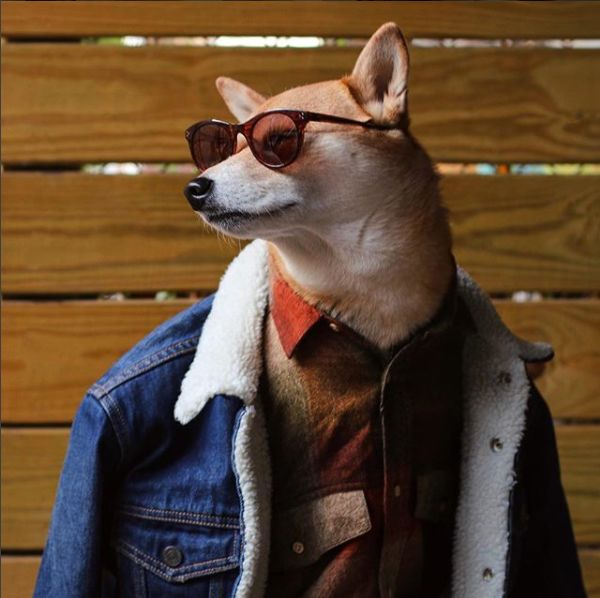 帅到各种时尚大牌求合作,它居然是条狗……你们信吗?