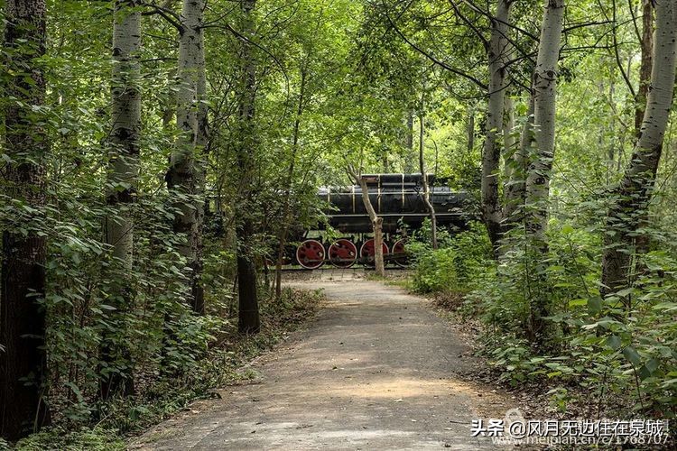 济南的法国梧桐,济南梧桐树美景